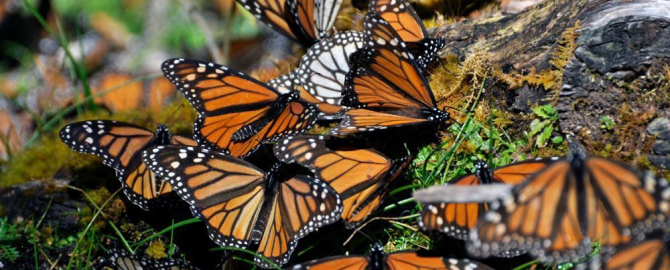 Natural Protected Areas